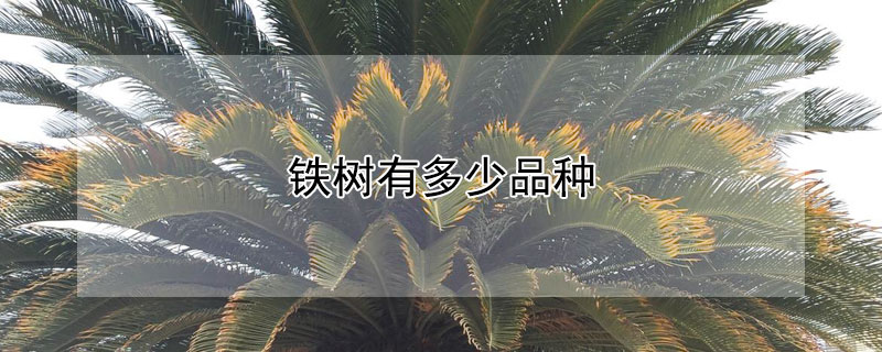 铁树有多少品种（铁树的品种有哪几种铁树铁）