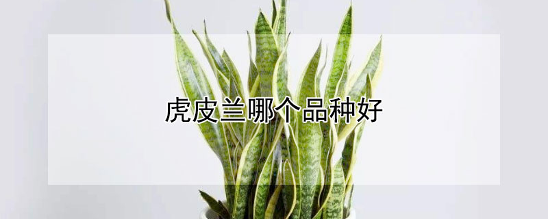 虎皮兰哪个品种好（虎皮兰哪个品种好看）