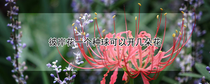 彼岸花一个种球可以开几朵花（彼岸花有几朵花）