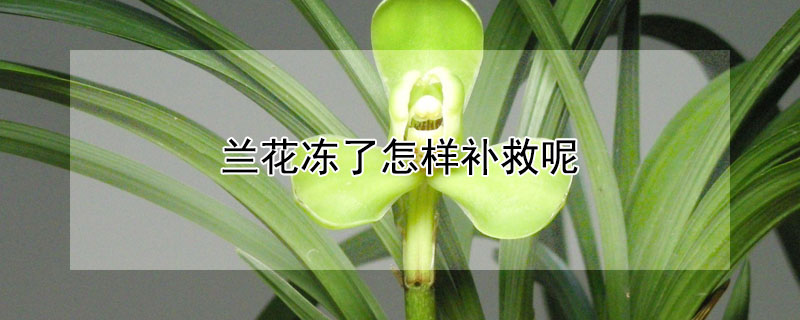 兰花冻了怎样补救呢（兰花冻伤了怎么办）