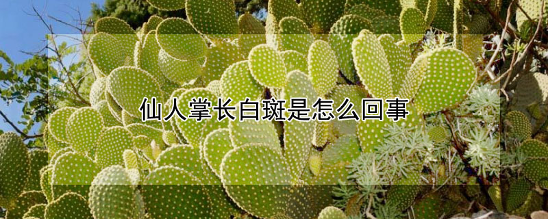 仙人掌长白斑是怎么回事(仙人掌叶片有白斑怎么办)