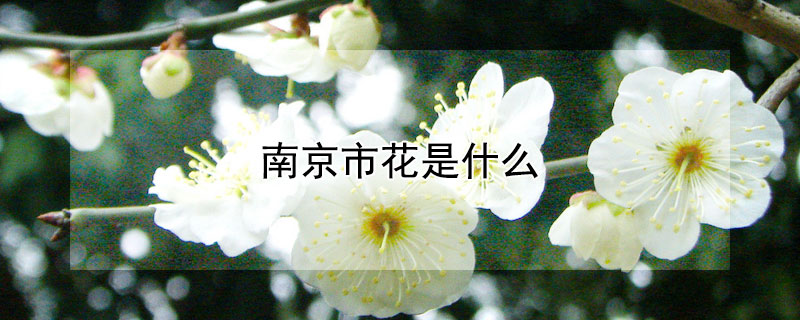 南京市花是什么 南京市花是什么花啊
