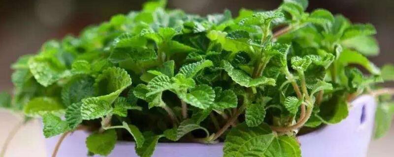 如意蔓花语 如意蔓开花的意义