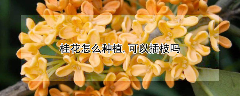 桂花怎么种植,可以插枝吗（桂花能插枝种植吗）