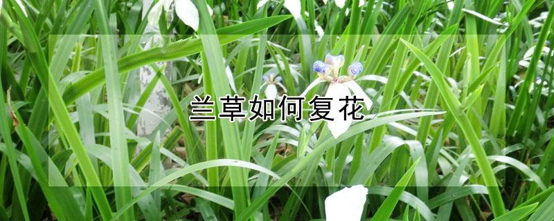 兰草如何复花（草兰开花过后怎么养护）