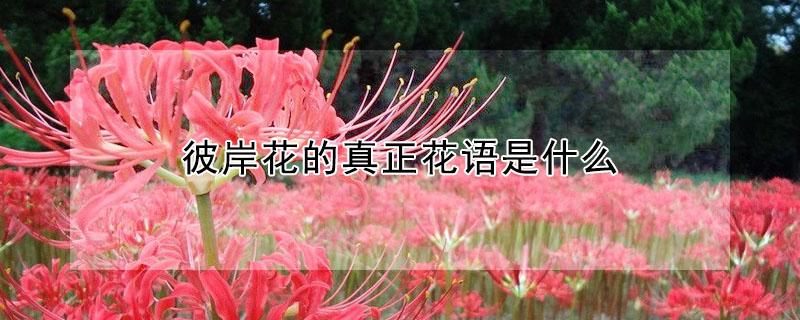 彼岸花的真正花语是什么 彼岸花的真正花语是什么一抹香