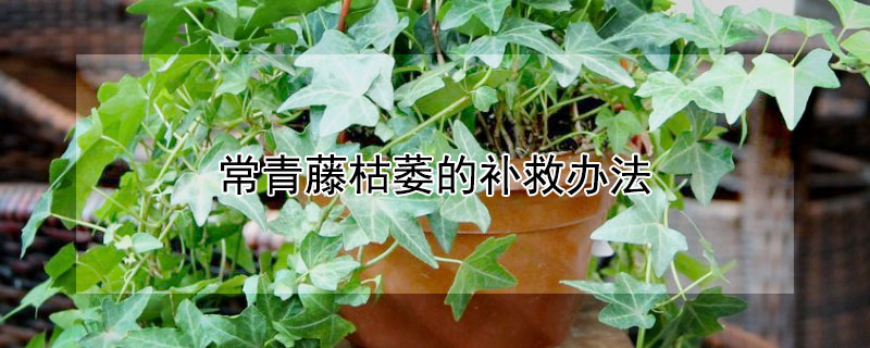 常青藤枯萎的补救办法 常青藤枯萎是什么原因