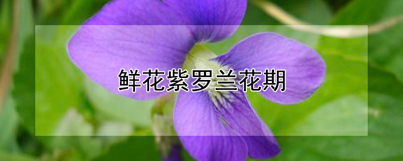 鲜花紫罗兰花期 紫罗兰 花期