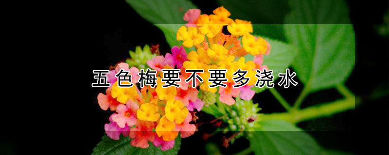 五色梅要不要多浇水 五色梅怎么施肥