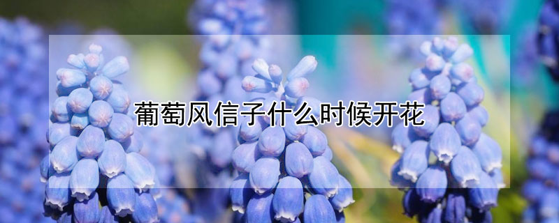 葡萄风信子什么时候开花（葡萄风信子花期是什么时候）