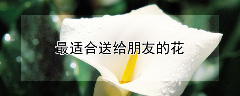 最适合送给朋友的花（哪种花适合送给朋友）