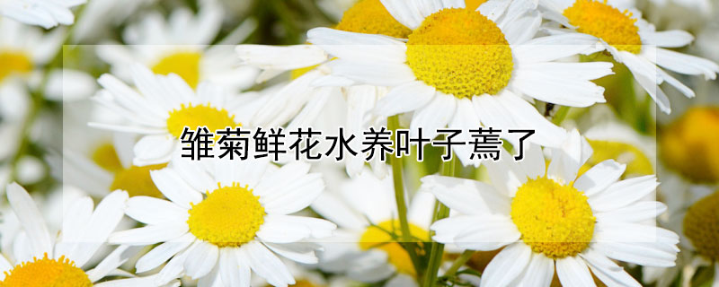 雏菊鲜花水养叶子蔫了 雏菊叶子和花都蔫了怎么办