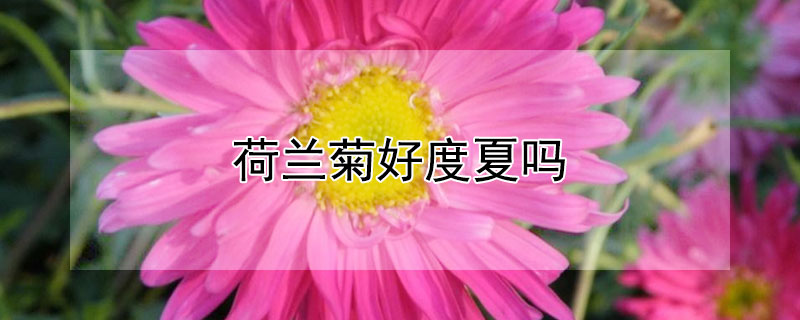 荷兰菊好度夏吗（荷兰菊可以过冬吗）