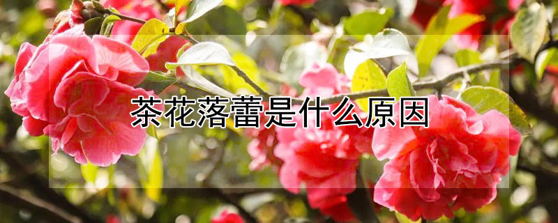 茶花落蕾是什么原因(茶花落叶落蕾是什么原因)