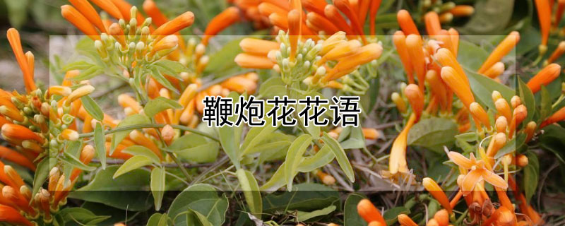 鞭炮花花语（鞭炮花是什么）