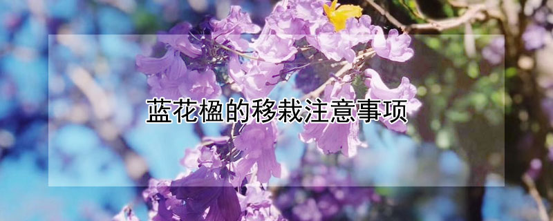 蓝花楹的移栽注意事项（蓝花楹种植注意什么）