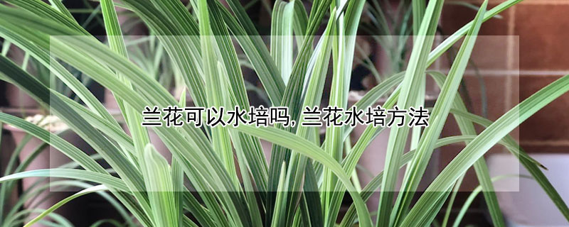兰花可以水培吗,兰花水培方法（兰花可以水培吗兰花水培方法如下）