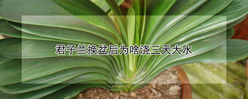 君子兰换盆后为啥浇三天大水（君子兰换盆后几天浇一次水）