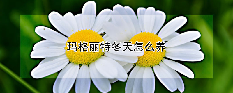玛格丽特冬天怎么养 玛格丽特秋天怎么养