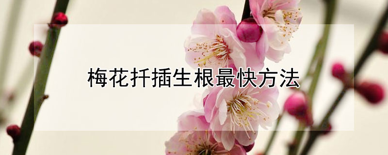 梅花扦插生根最快方法（茶梅扦插生根最快方法）