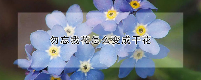 勿忘我花怎么变成干花 勿忘我花怎么做成干花