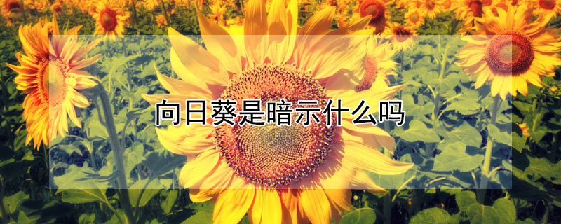 向日葵是暗示什么吗 向日葵有什么暗示