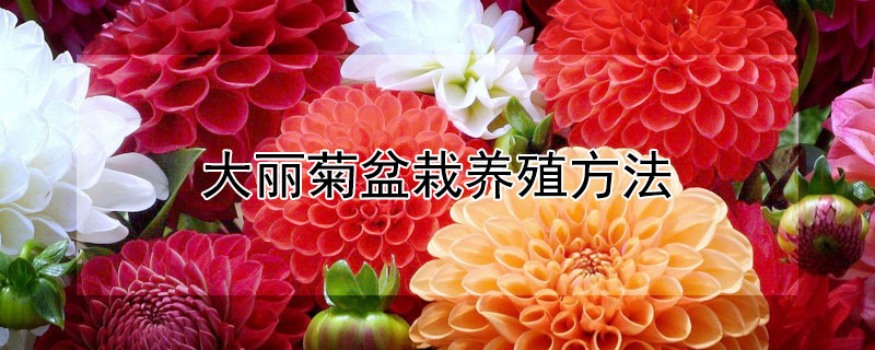 大丽菊盆栽养殖方法 大丽菊盆栽养殖方法百度百科