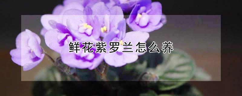 鲜花紫罗兰怎么养 植物紫罗兰怎么养