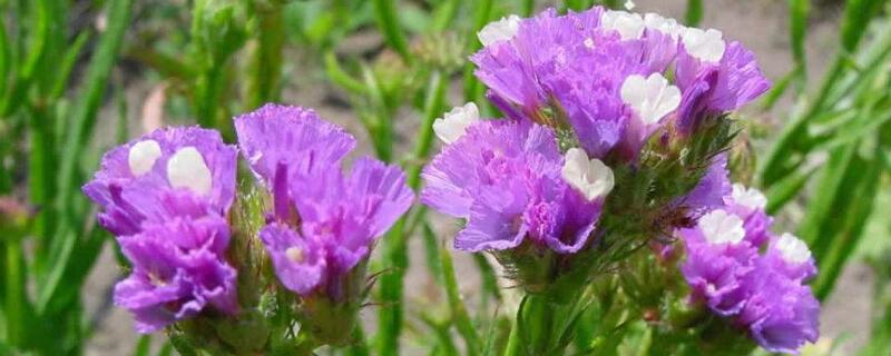 勿忘我的花语（黄色勿忘我的花语）