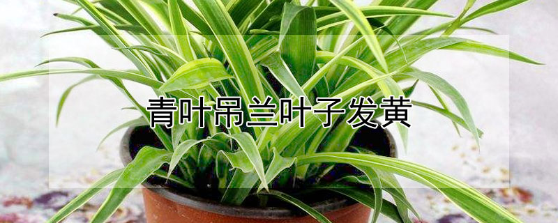 青叶吊兰叶子发黄（吊兰很多叶子发黄）