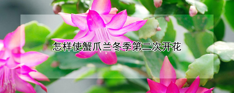 怎样使蟹爪兰冬季第二次开花 蟹爪兰花期后咋样二次开花