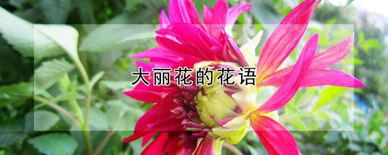 大丽花的花语（大丽花的花语是什么）