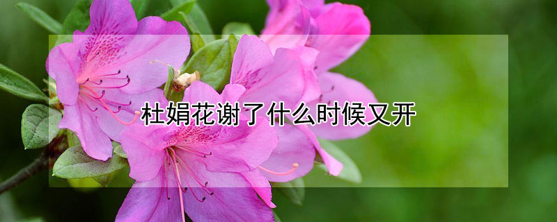 杜娟花谢了什么时候又开(杜鹃花什么季节开)