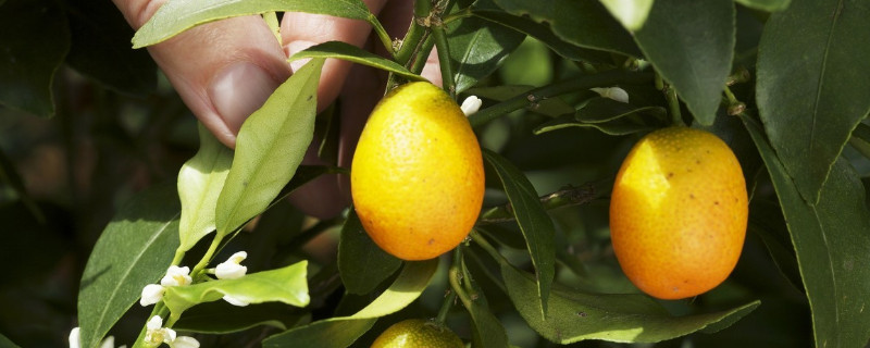 金桔寓意是什么意思 金桔的寓意和象征