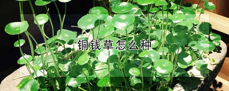 铜钱草怎么种（铜钱草怎么种水里）