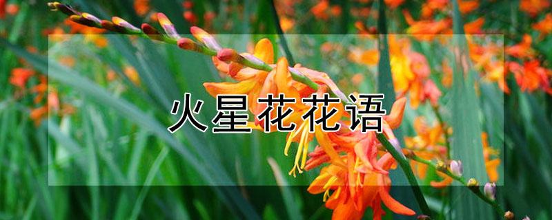 火星花花语(火花的花语)