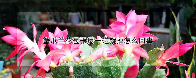 蟹爪兰花苞干瘪一碰就掉怎么回事 蟹爪兰花苞干瘪一碰就掉怎么处理