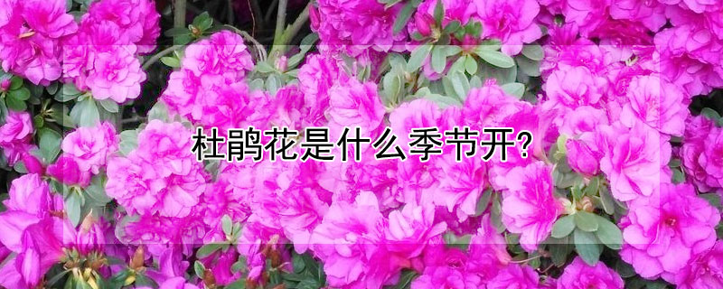 杜鹃花是什么季节开?（杜鹃花是什么季节开花）