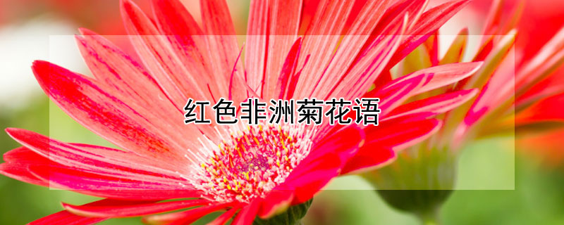 红色非洲菊花语 红色非洲菊花语代表什么