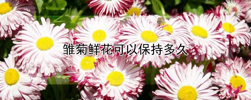 雏菊鲜花可以保持多久 如何让雏菊鲜花保鲜时间更长
