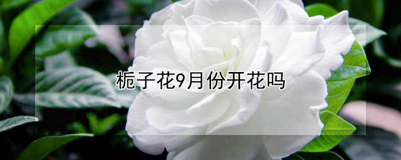 栀子花9月份开花吗 栀子花九月份开花苞好吗