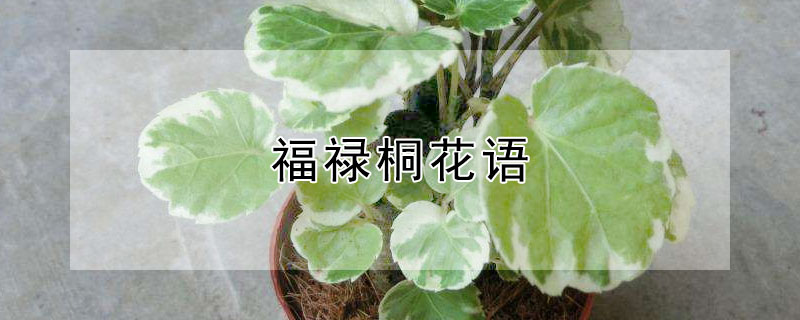 福禄桐花语 福禄桐花语是什么