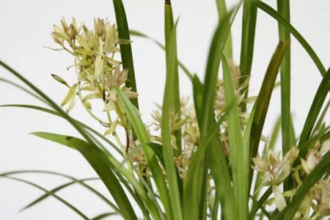 建兰黄叶的原因