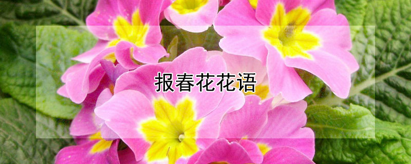 报春花花语(报春花花语寓意象征意义代表什么意思)