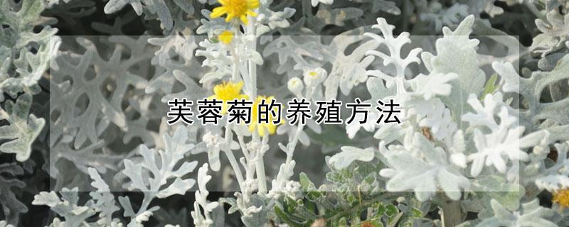芙蓉菊的养殖方法(芙蓉菊的养殖方法和注意事项)