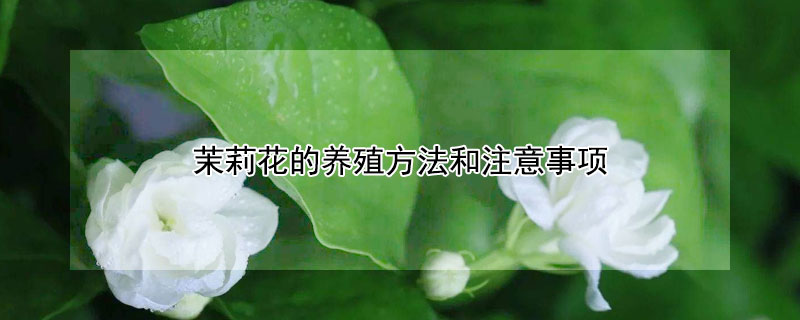 茉莉花的养殖方法和注意事项（栀子花的养殖方法和注意事项）