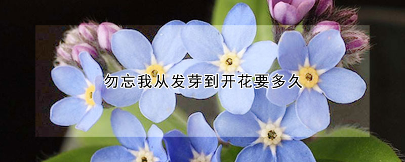 勿忘我从发芽到开花要多久（勿忘我花发芽是什么样子）