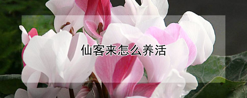 仙客来怎么养活(仙客来怎么养)