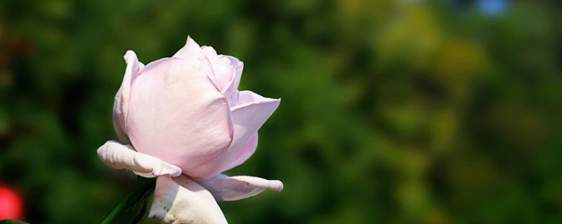 30朵玫瑰花的含义（30朵玫瑰花的意思）