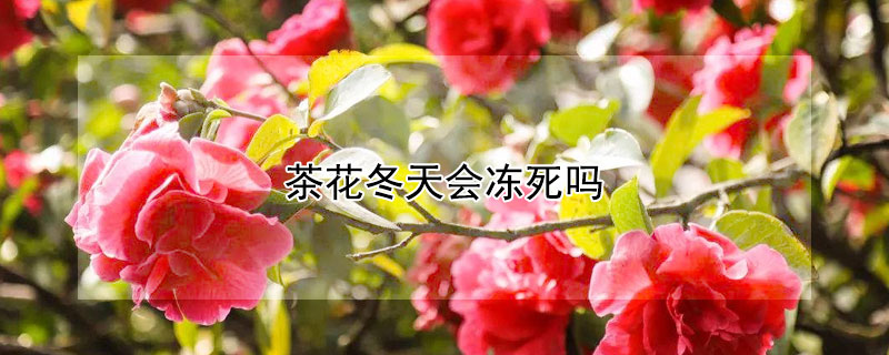 茶花冬天会冻死吗（四季茶花冬天会冻死吗）